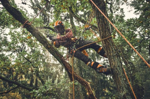 Where to find SAW, CHAIN BATTERY 36V CLIMBING in Cincinnati